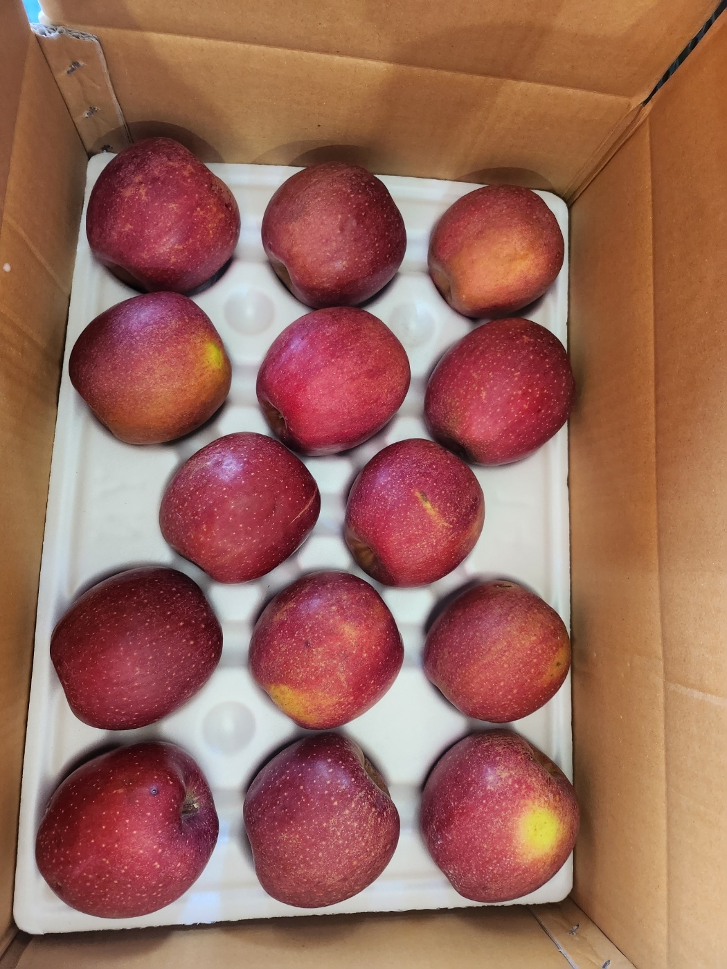 프리미엄 감홍 중과 사과 16Brix, 10kg, 1개 - 상세 이미지 5