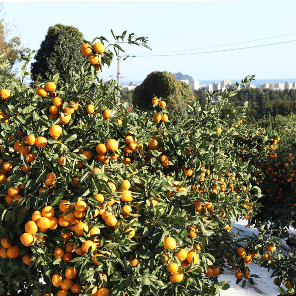 제주 극조생감귤 햇귤 고당도 가정용 2.5kg - 상세 이미지 5