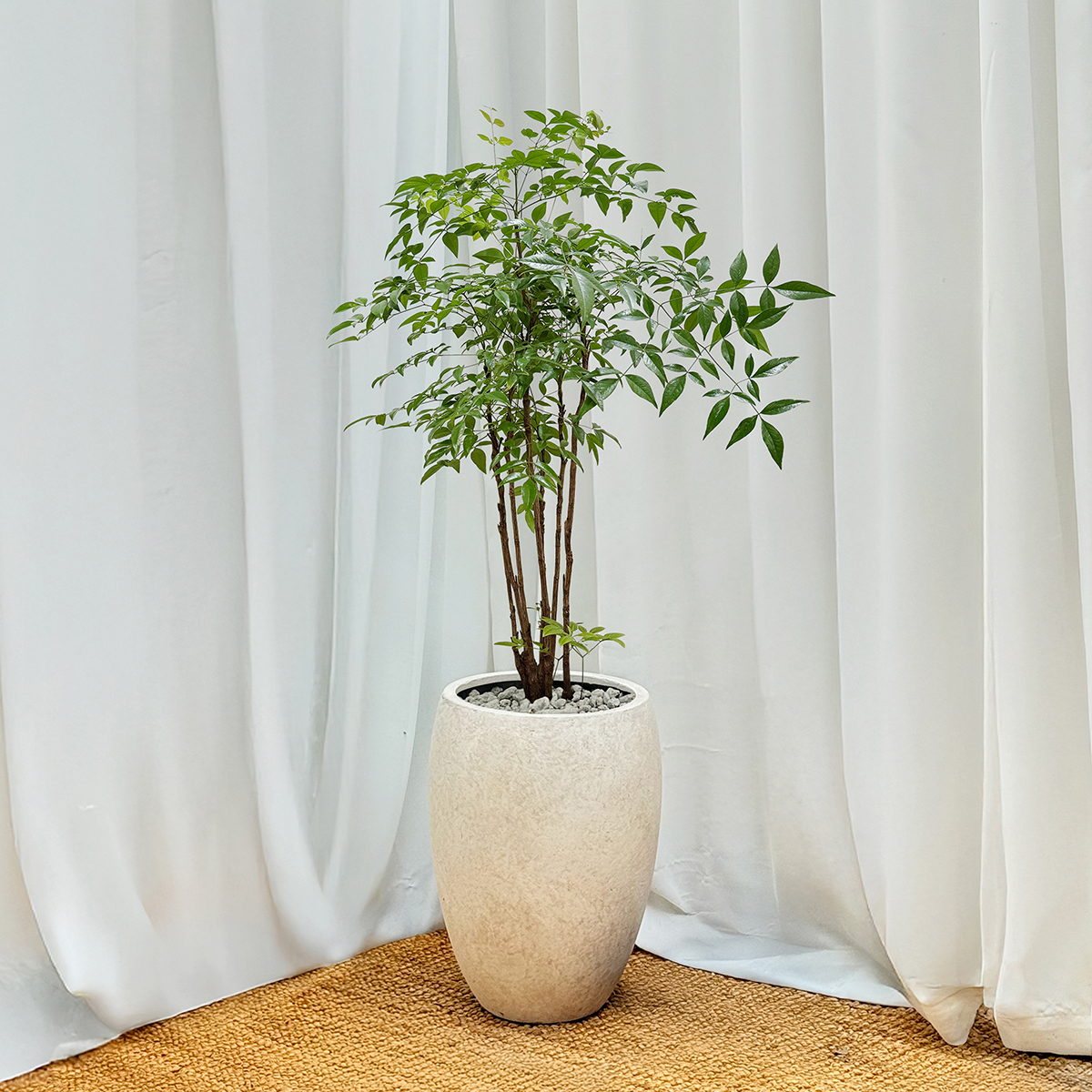 남천나무 관엽 프리미엄화분 반려식물 개업축하 집들이선물 공기정화 거실인테리어 카페 사무실