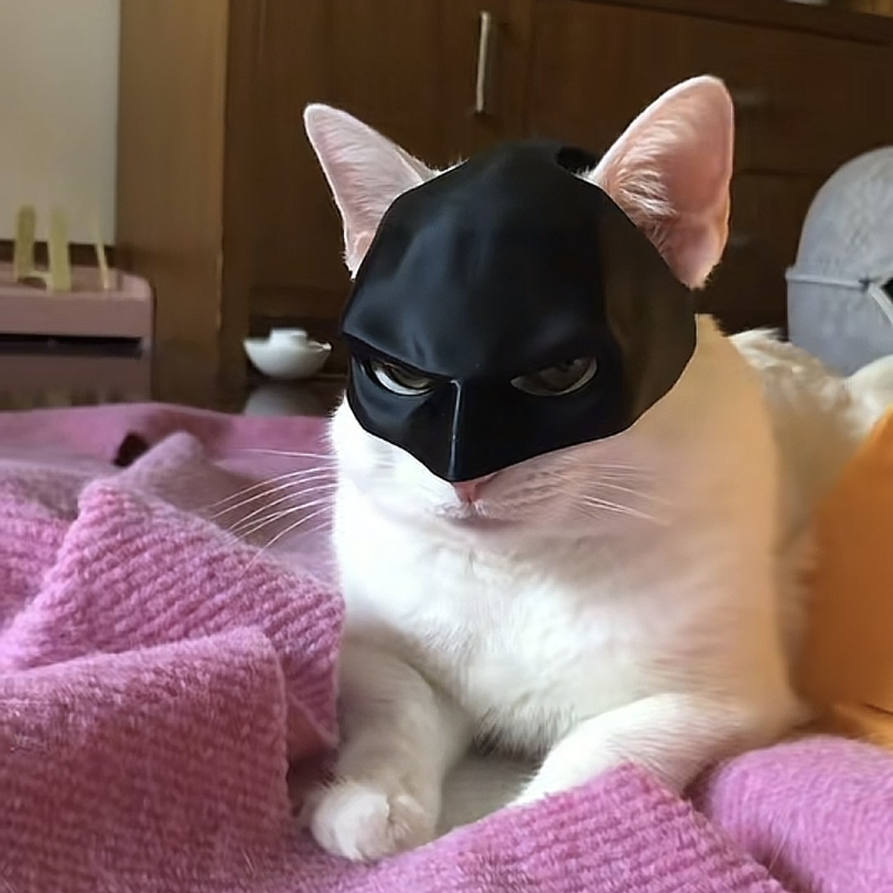 반려동물 캐릭터 마스크 헤드커버 고양이 강아지 베트맨 코스프레 소품 8cm 배트맨 코스프레 소품 - 상세 이미지 4