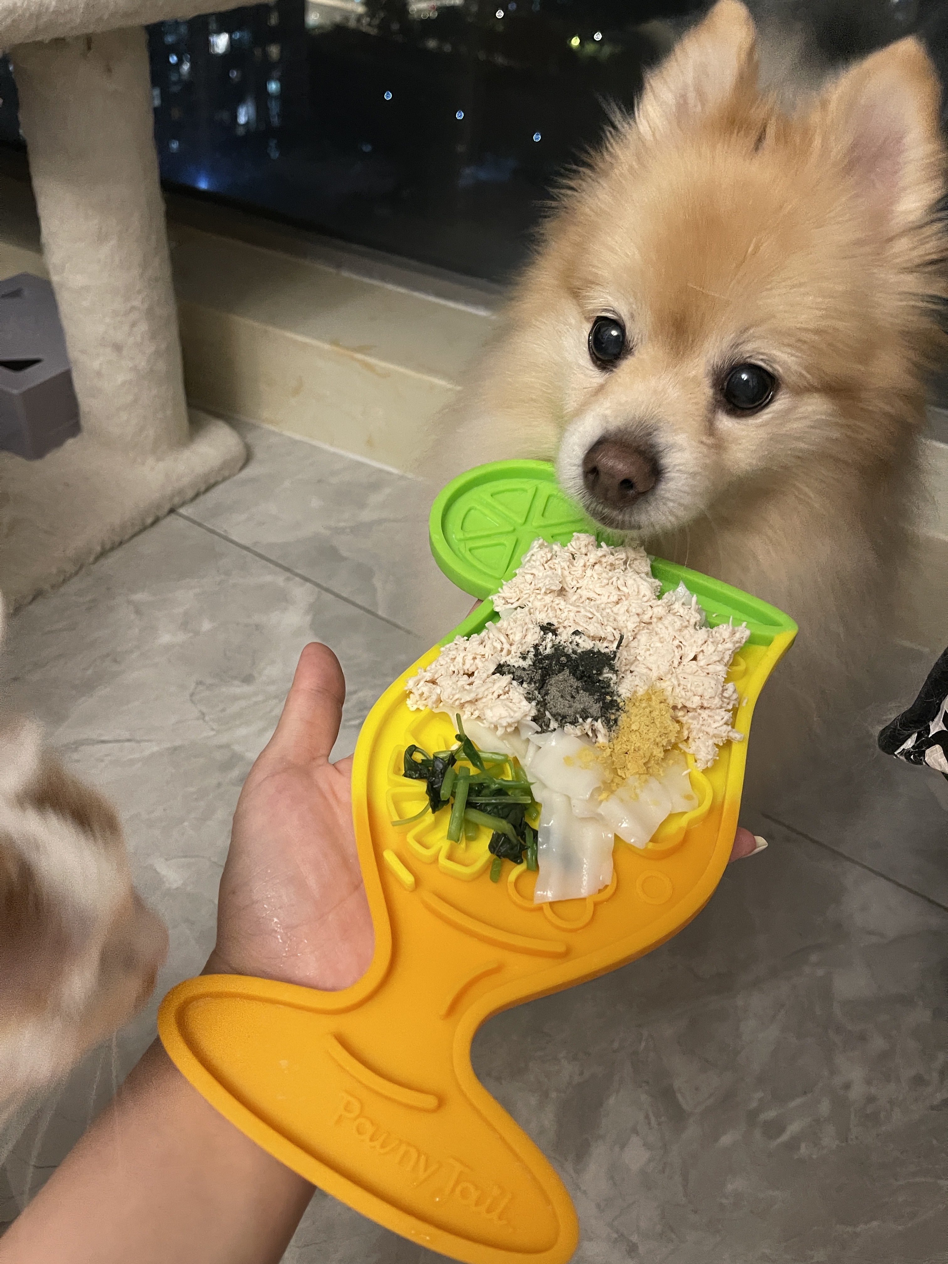 [포니테일] 오아시스진 강아지 실리콘 슬로우식기 고양이 흡착식 릭매트 슬로우피더