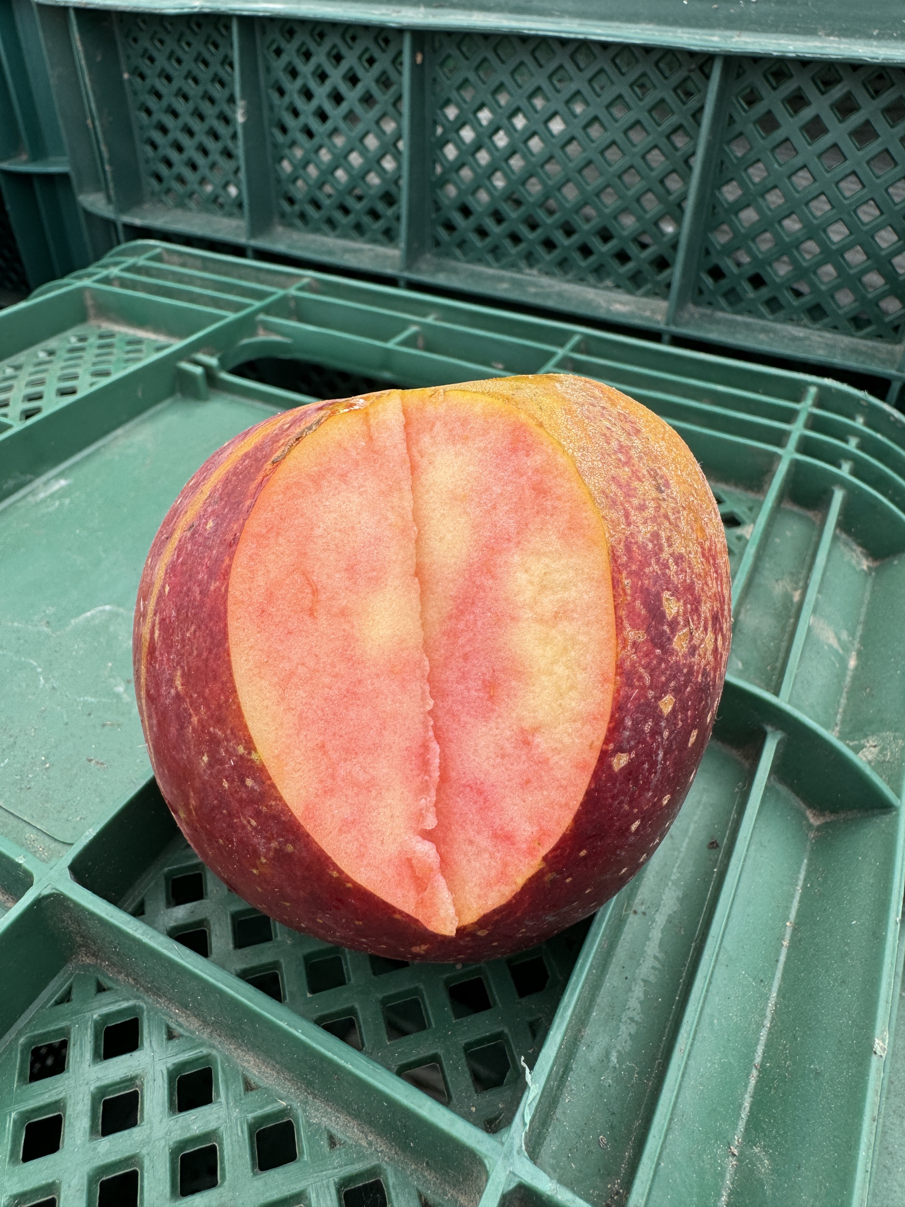 엔부 애플피치 청송 맛있는 복숭아 사과 14.5Brix, 5kg, 1개 - 상세 이미지 4