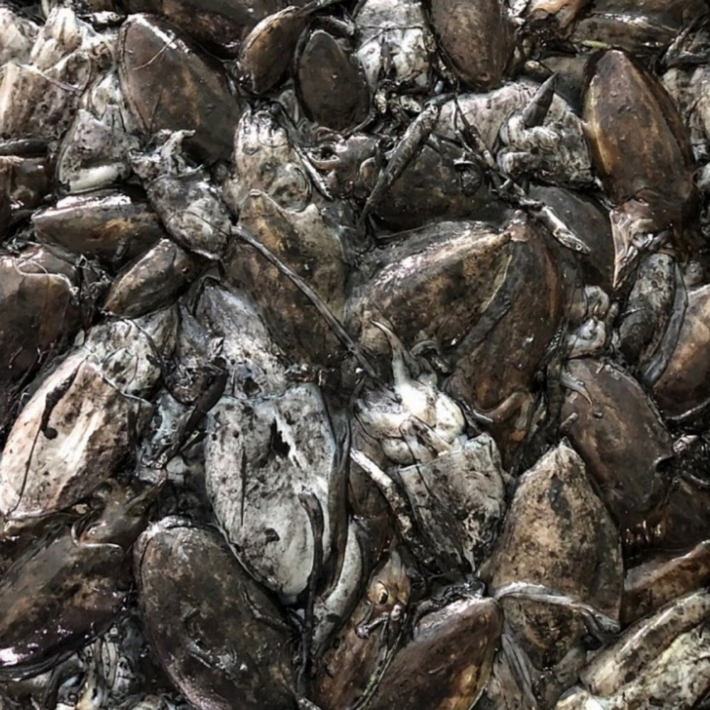 갑오징어 1kg 생물 당일바리 국내산 - 상세 이미지 2