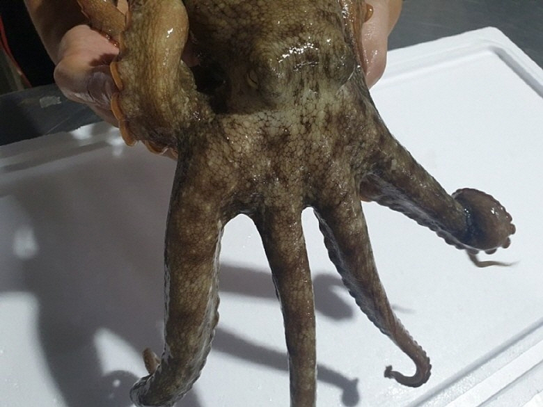 [국내산 활 돌문어 1미 1kg] 생물 제수용 손님상 숙회 초무침용 직송 신선보장 - 상세 이미지 4