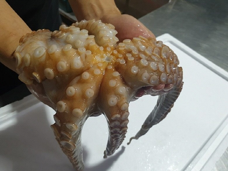 [국내산 활 돌문어 1미 1kg] 생물 제수용 손님상 숙회 초무침용 직송 신선보장 - 상세 이미지 5