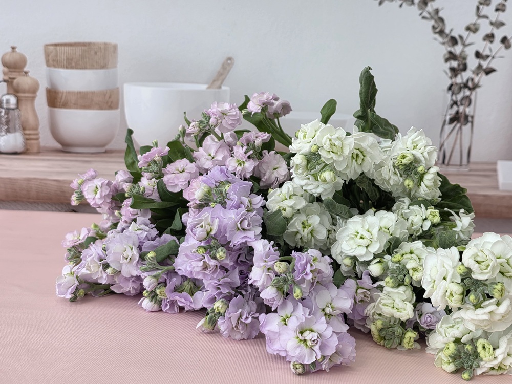 유스풀몰 스톡 2송이 스토크 생화 꽃배달싼곳 꽃 솔직 후기 | 실사용자 리뷰 분석 - 대표 이미지