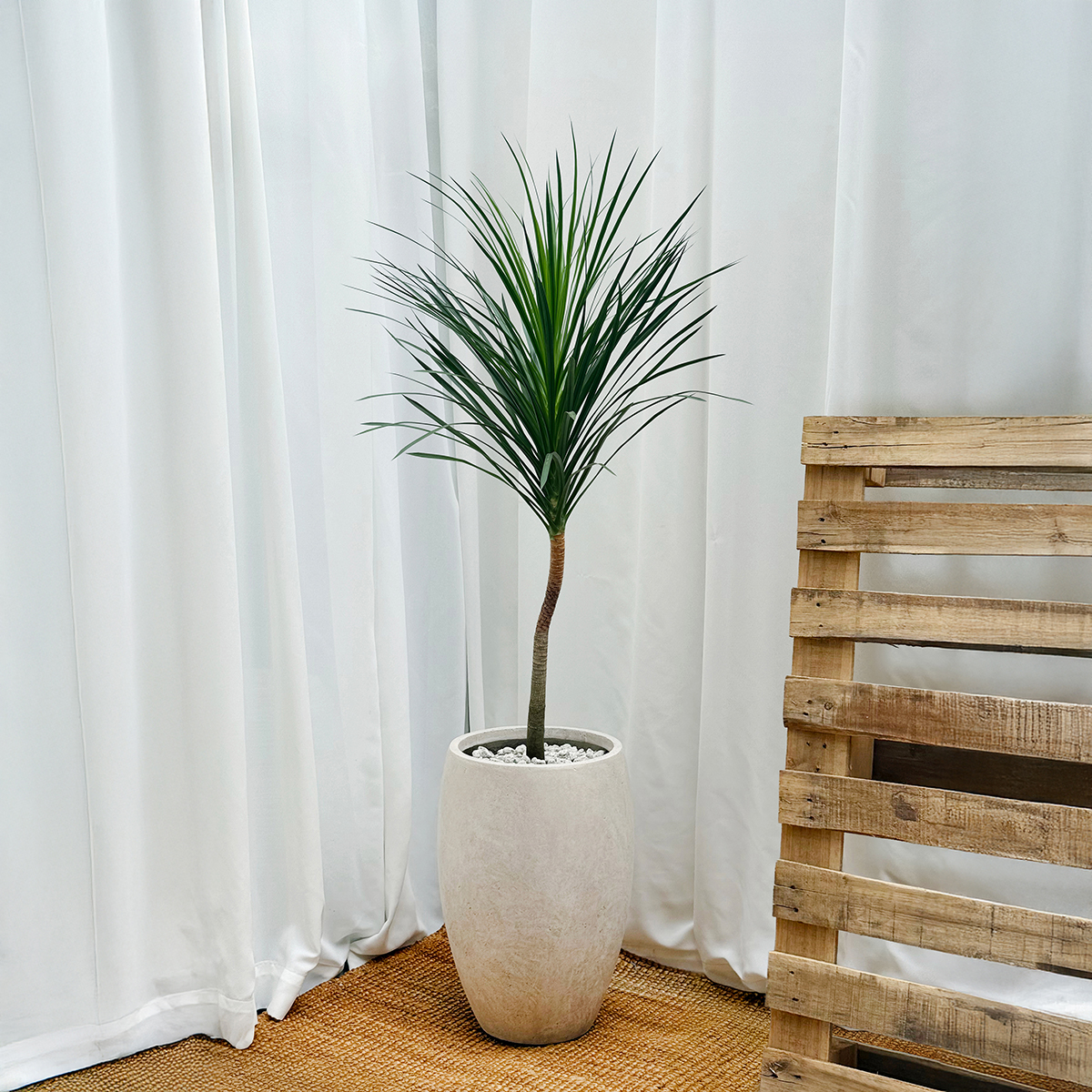 남천나무 관엽 프리미엄화분 반려식물 개업축하 집들이선물 공기정화 거실인테리어 카페 사무실