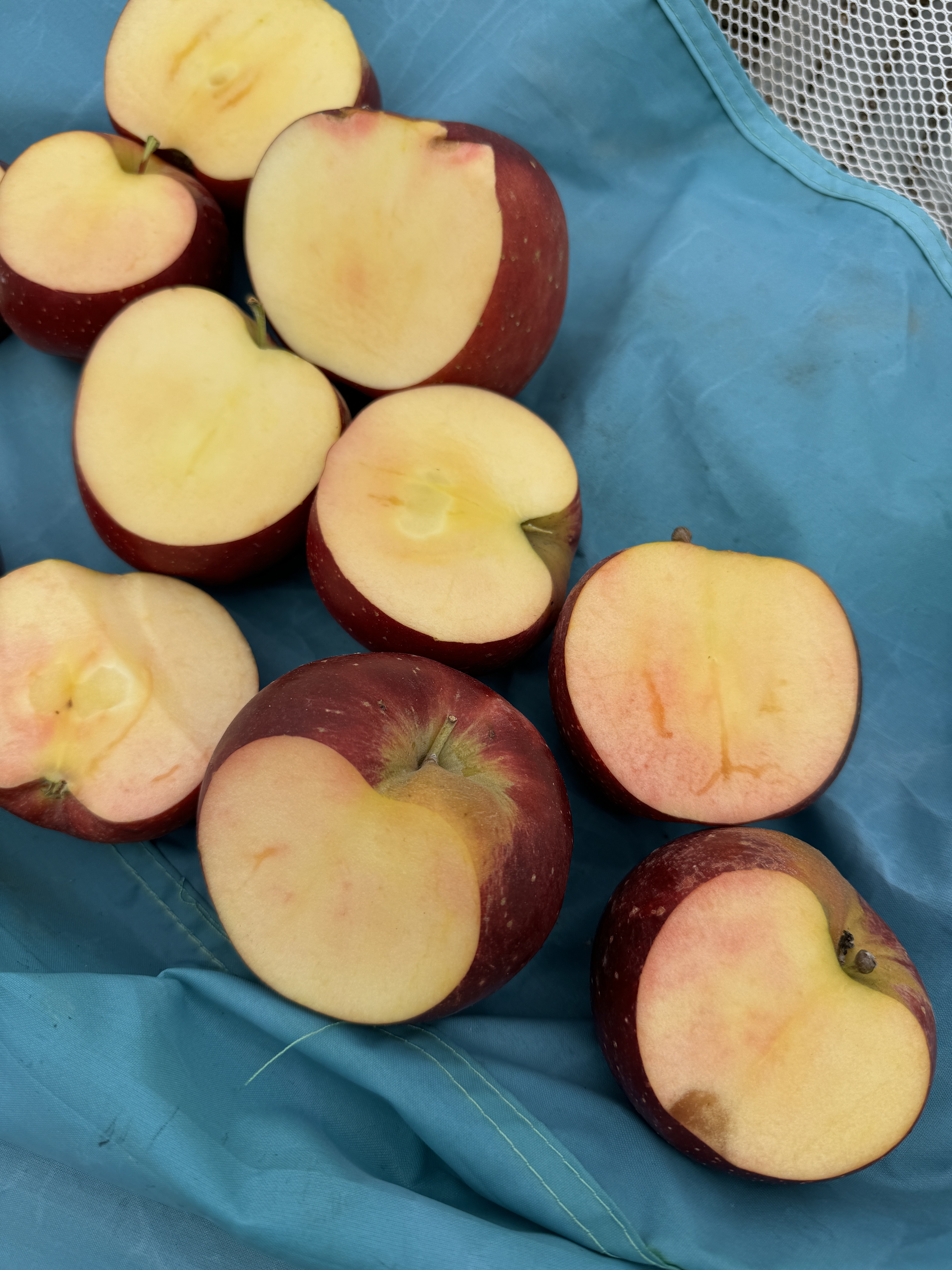 엔부 애플피치 청송 맛있는 복숭아 사과 14.5Brix, 5kg, 1개 - 상세 이미지 5