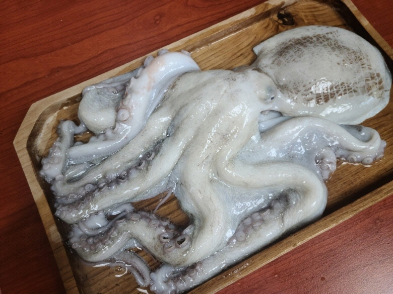 [국내산 활 돌문어 1미 1kg] 생물 제수용 손님상 숙회 초무침용 직송 신선보장 - 상세 이미지 2