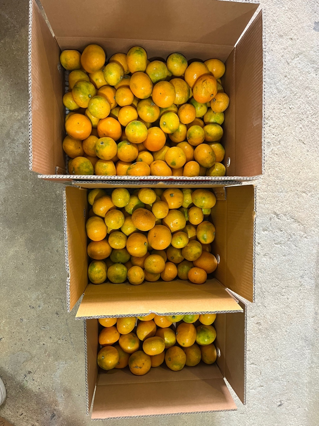 서귀포 산지직송 노지 중과 감귤 귤 8.5Brix, 9kg, 1개 - 상세 이미지 4