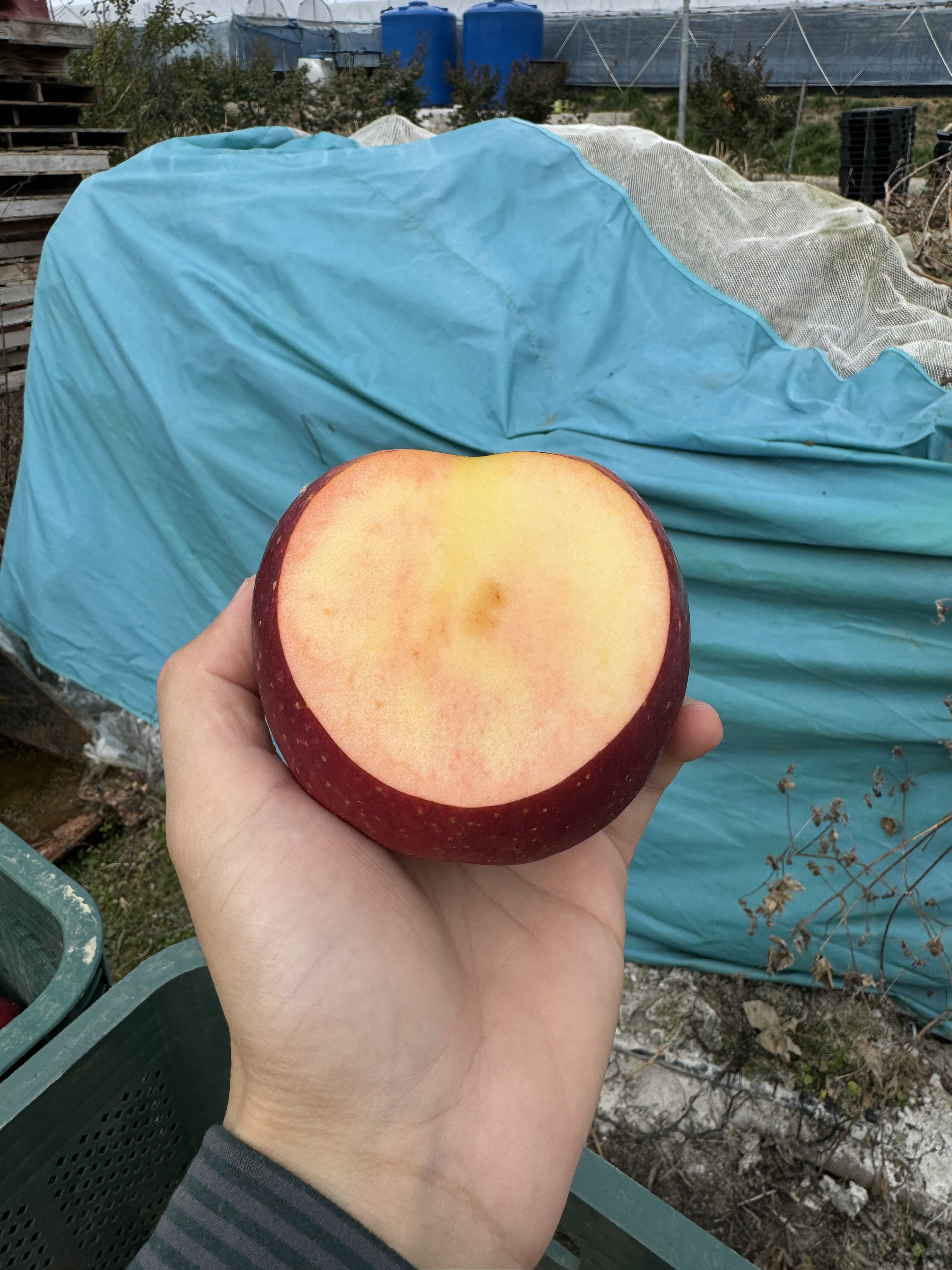 엔부 애플피치 청송 맛있는 복숭아 사과 14.5Brix, 5kg, 1개 - 상세 이미지 3