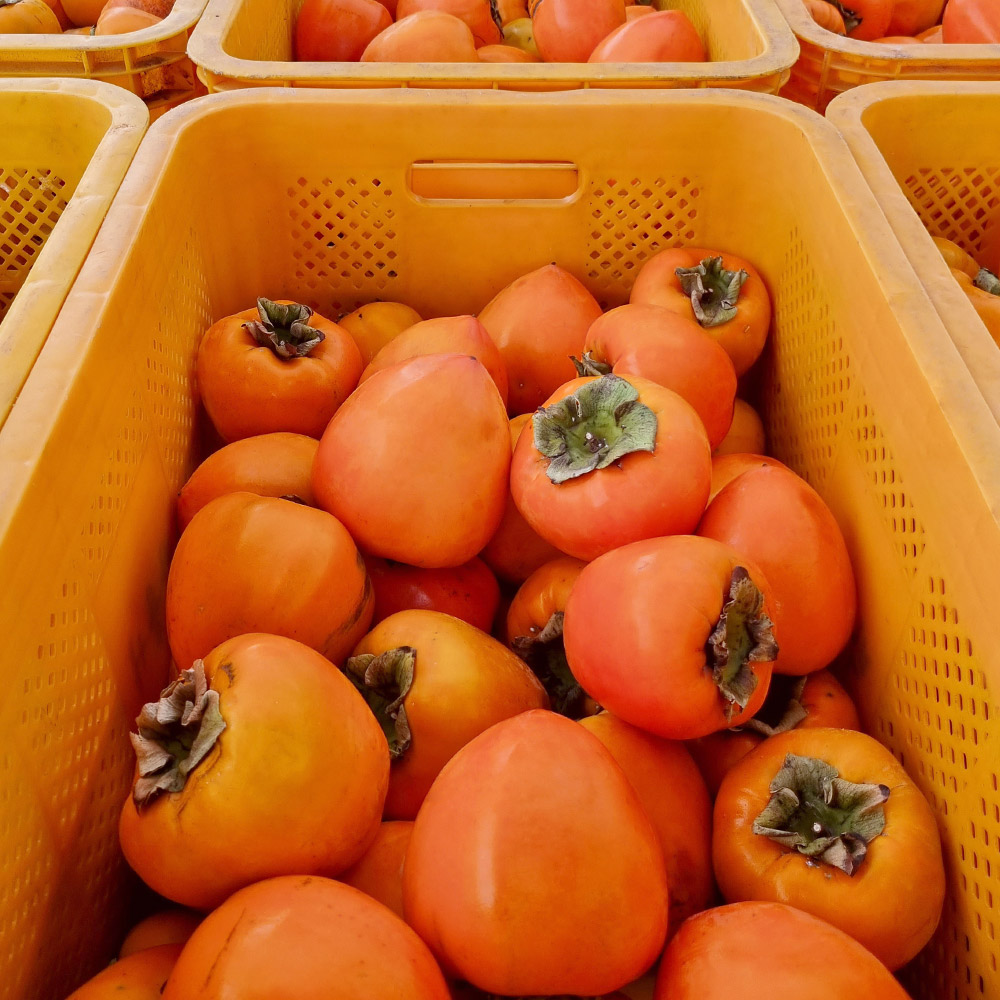 대봉감 홍시용 떫은감 2kg 4.5kg - 상세 이미지 5