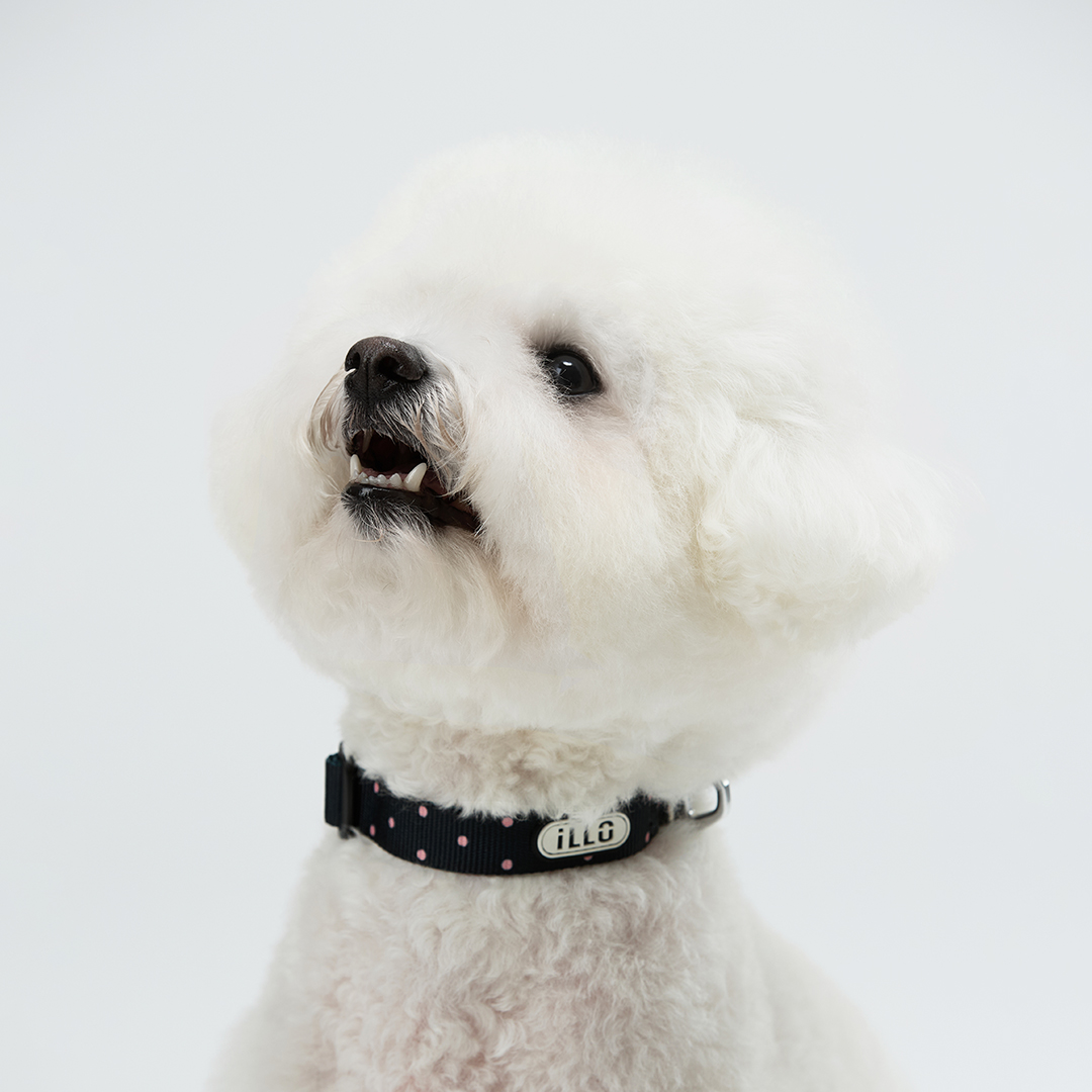 일로 오리지널 목줄 강아지 반려견 소형견 중형견 도로시, M - 상세 이미지 2