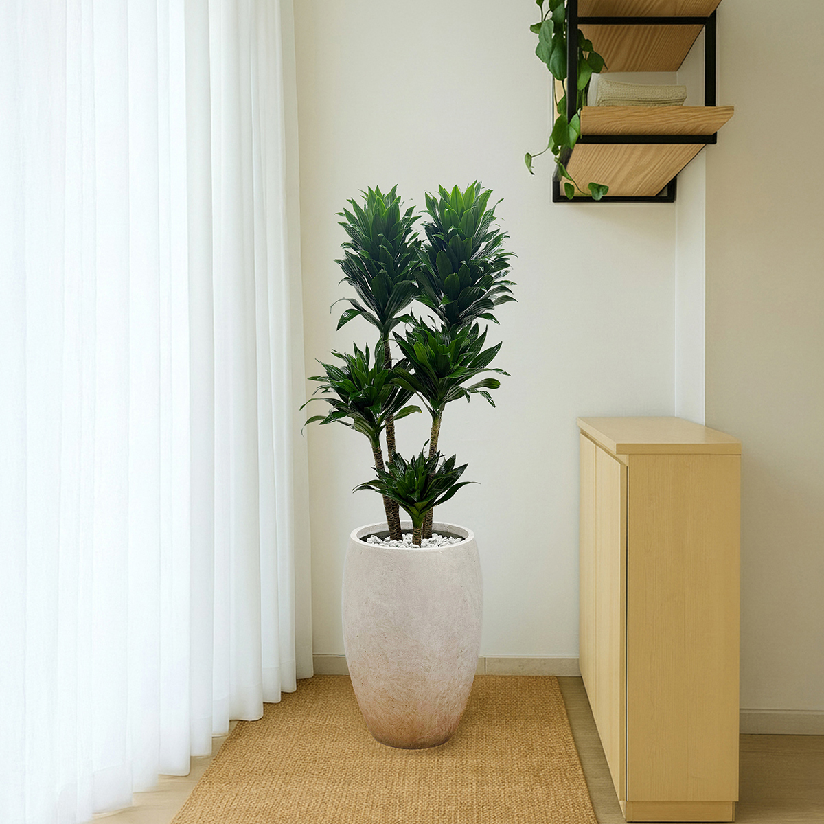 남천나무 관엽 프리미엄화분 반려식물 개업축하 집들이선물 공기정화 거실인테리어 카페 사무실