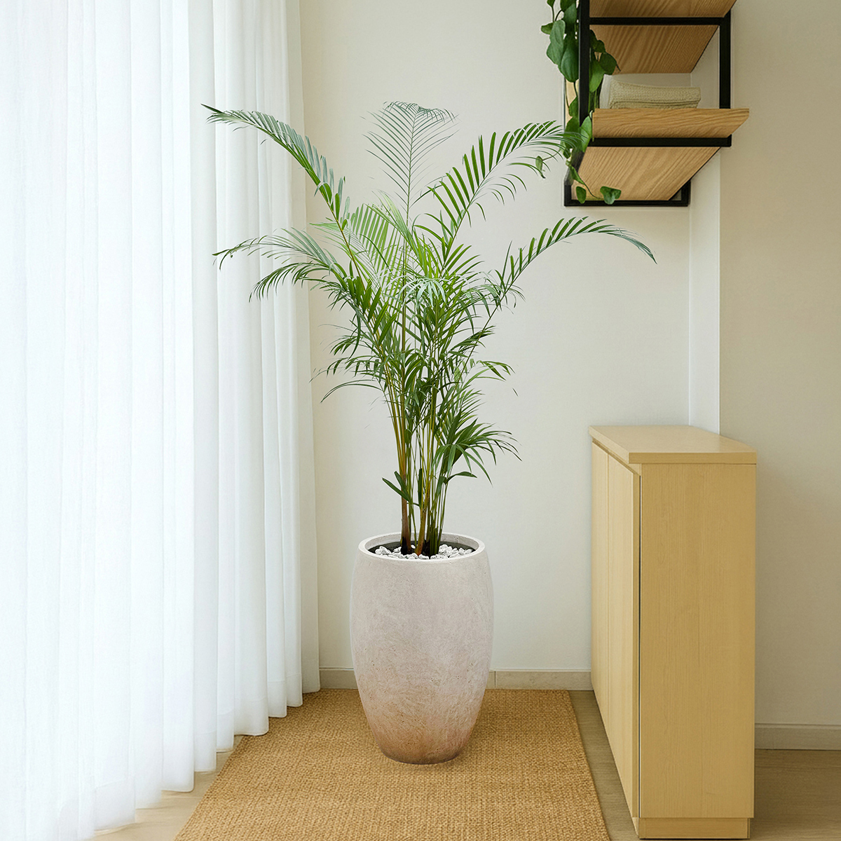 남천나무 관엽 프리미엄화분 반려식물 개업축하 집들이선물 공기정화 거실인테리어 카페 사무실