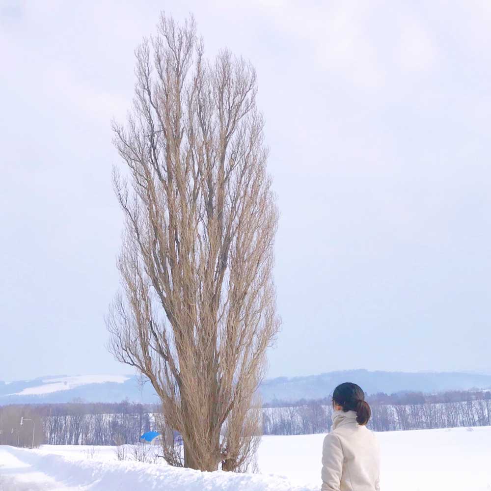 [유투어버스] 삿포로역 출발 비에이 후라노 1일 버스 투어 북해도 홋카이도 자유 현지 여행