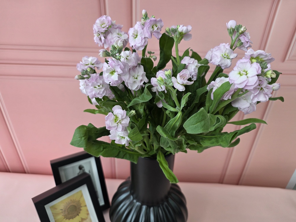 유스풀몰 스톡 2송이 스토크 생화 꽃배달싼곳 꽃 이미지 2