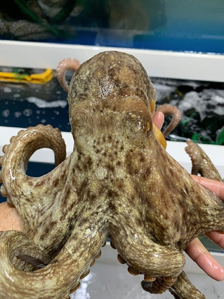 [국내산 활 돌문어 1미 1kg] 생물 제수용 손님상 숙회 초무침용 직송 신선보장 - 상품 이미지