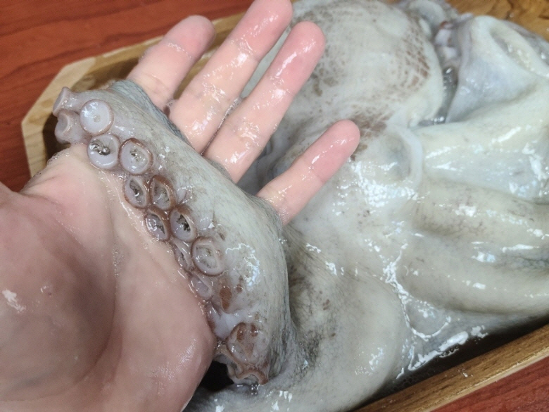 [국내산 활 돌문어 1미 1kg] 생물 제수용 손님상 숙회 초무침용 직송 신선보장 - 상세 이미지 3
