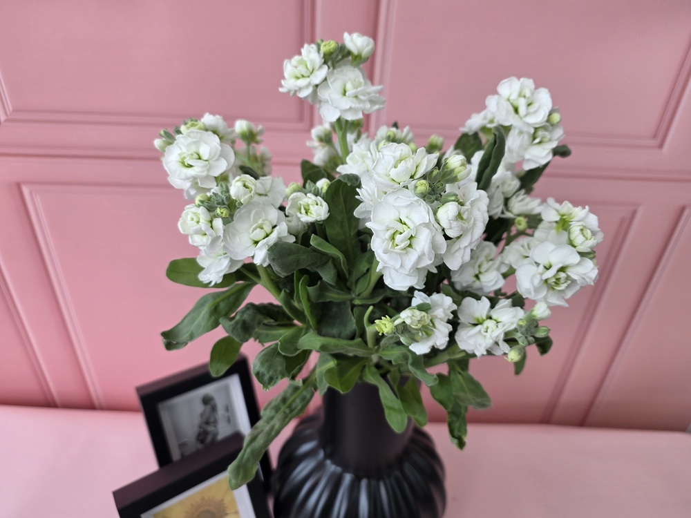 유스풀몰 스톡 2송이 스토크 생화 꽃배달싼곳 꽃 이미지 3