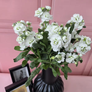 유스풀몰 스톡 2송이 스토크 생화 꽃배달싼곳 꽃 솔직 후기 | 실사용자 리뷰 분석 - 상품 이미지 3