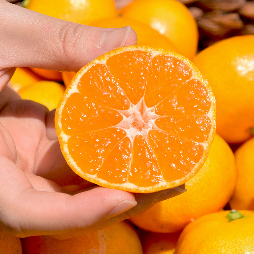 25년 감귤 제주 프리미엄 효돈 노지 하우스 제철감귤 가정용 고당도 산지직송 고품질 5kg