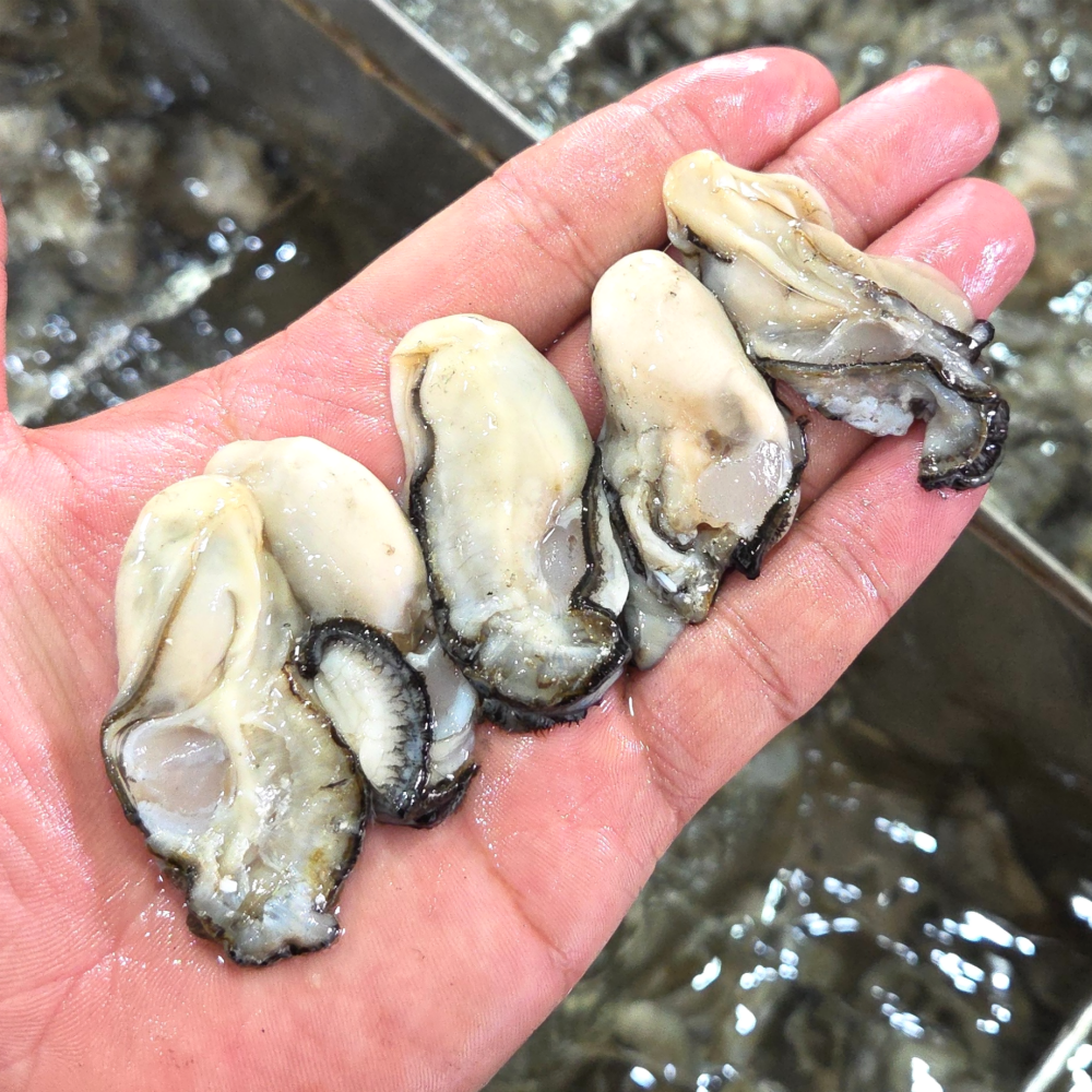 통영 굴 제철 깐 세척 생굴 1kg - 상세 이미지 3