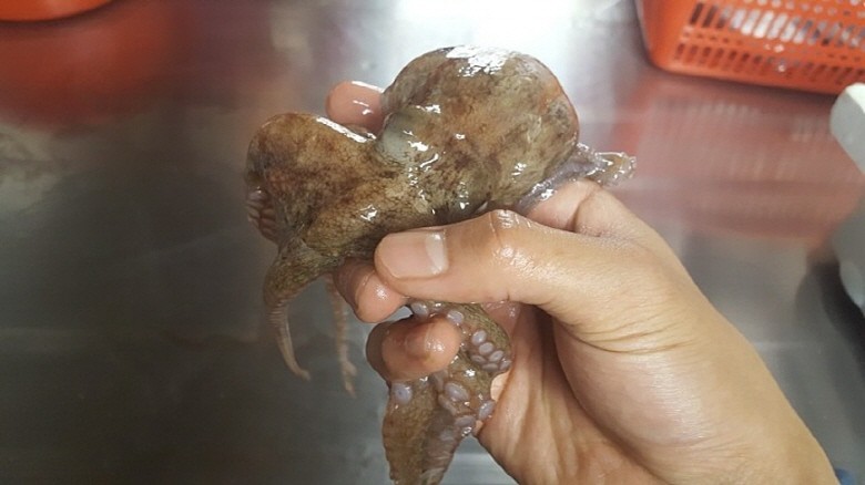 국내산 연안 돌문어 1kg(2~4마리) 생물 삶기 딱 좋아요 - 상세 이미지 2