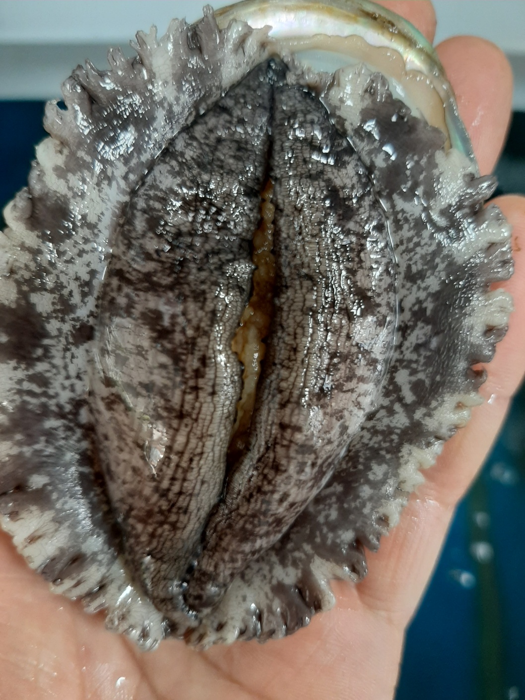 완도 활 전복 전복 구매팁 산지직송 전복 신선도 체크리스트 전복 1kg