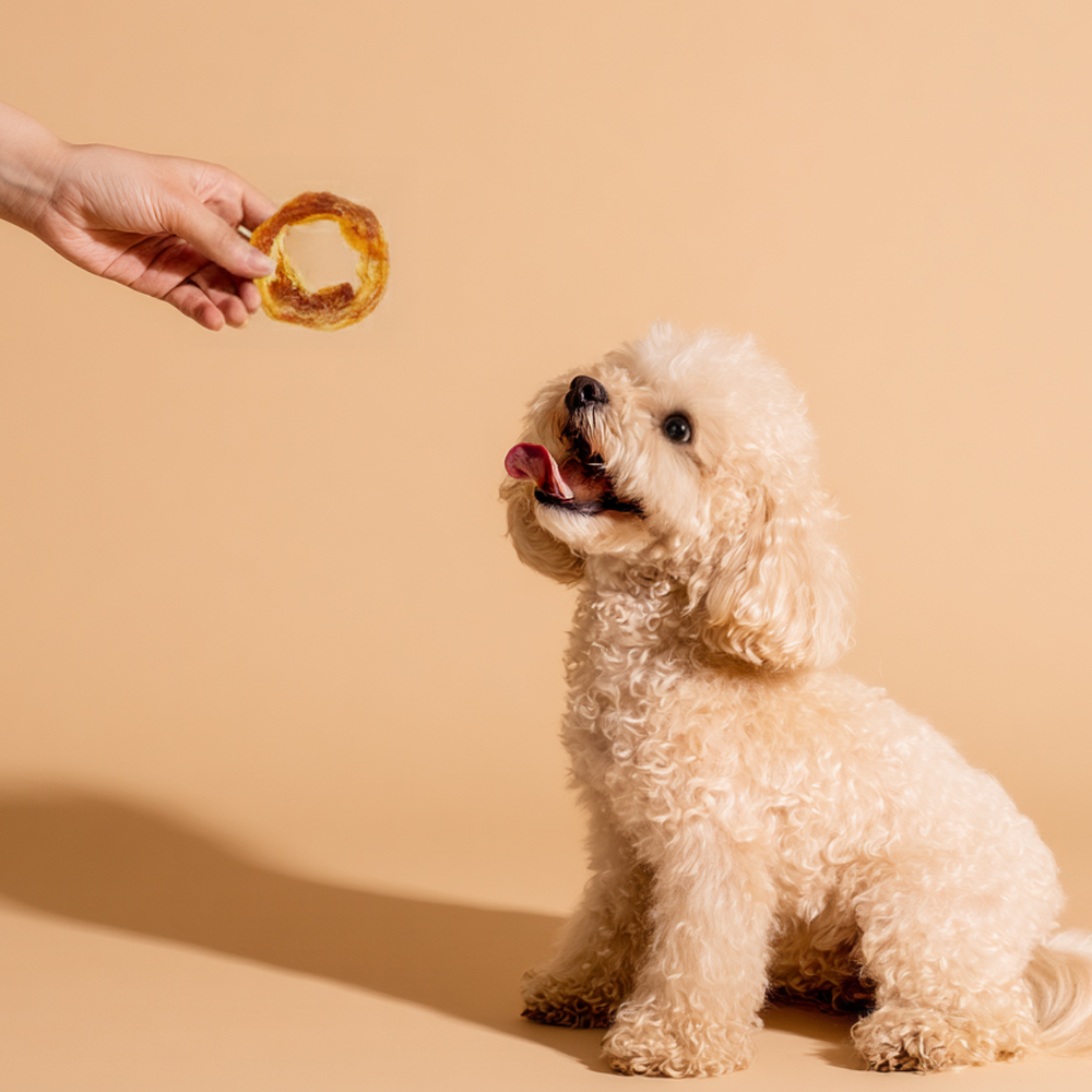 5+1 하루올데이 터키츄 100%칠면조 오래먹는 덴탈 치석제거 강아지 간식 12g, 6개