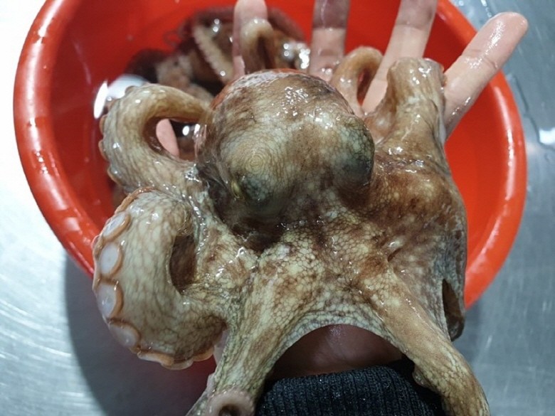 국내산 연안 돌문어 1kg(2~4마리) 생물 삶기 딱 좋아요 - 상품 이미지