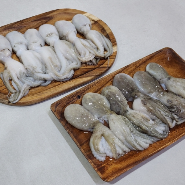 자연가득 금테문어 대왕 선동 활 쭈꾸미 1kg 12미 ~ 18미 내외 / 암수랜덤 - 상세 이미지 3