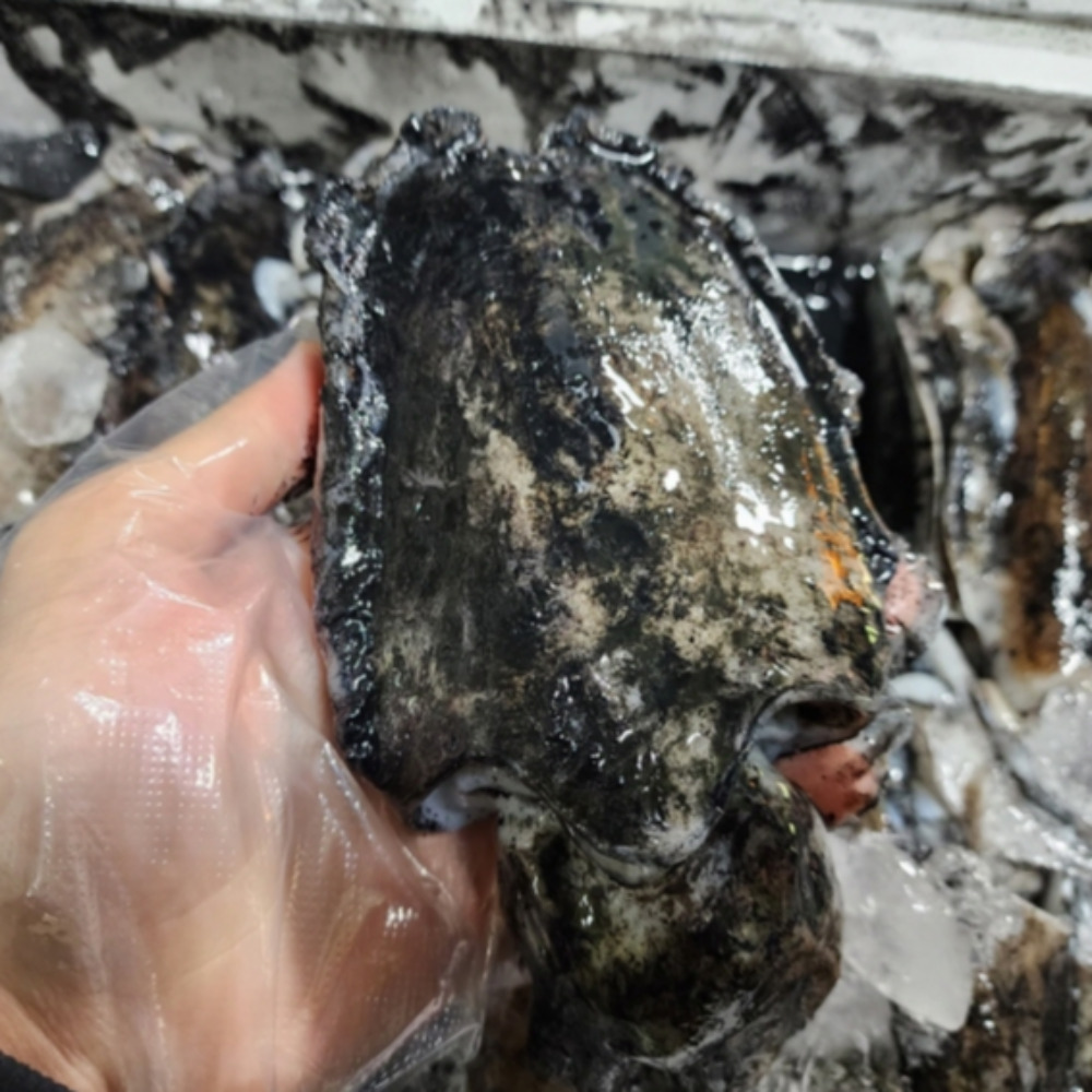 갑오징어 1kg 생물 당일바리 국내산 - 상세 이미지 3