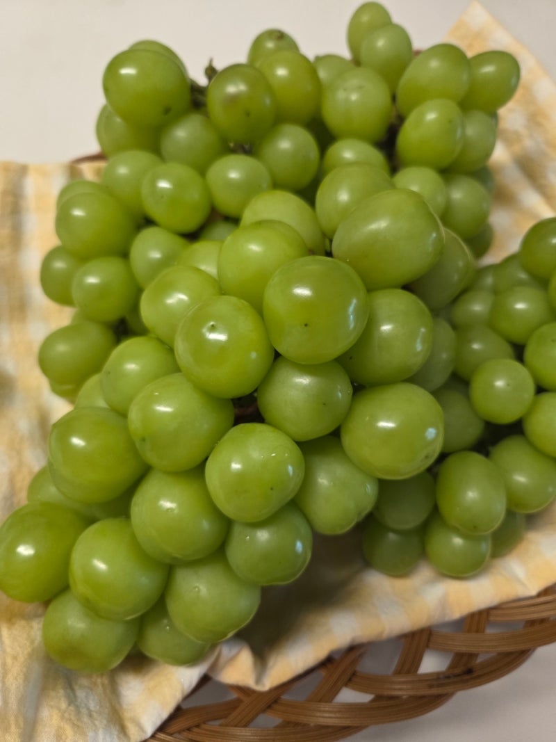 경북 영천 샤인머스켓 특품 선물용 산지직송 노지재배 망고포도 2kg 4kg - 상세 이미지 2
