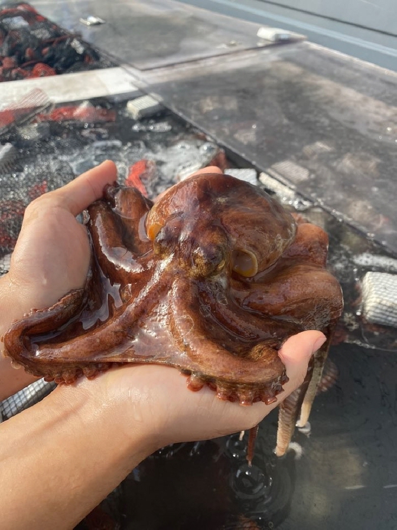 국내산 활 돌문어 1kg (2미) 탱글한 식감의 신선한 생물 문어 - 상품 이미지