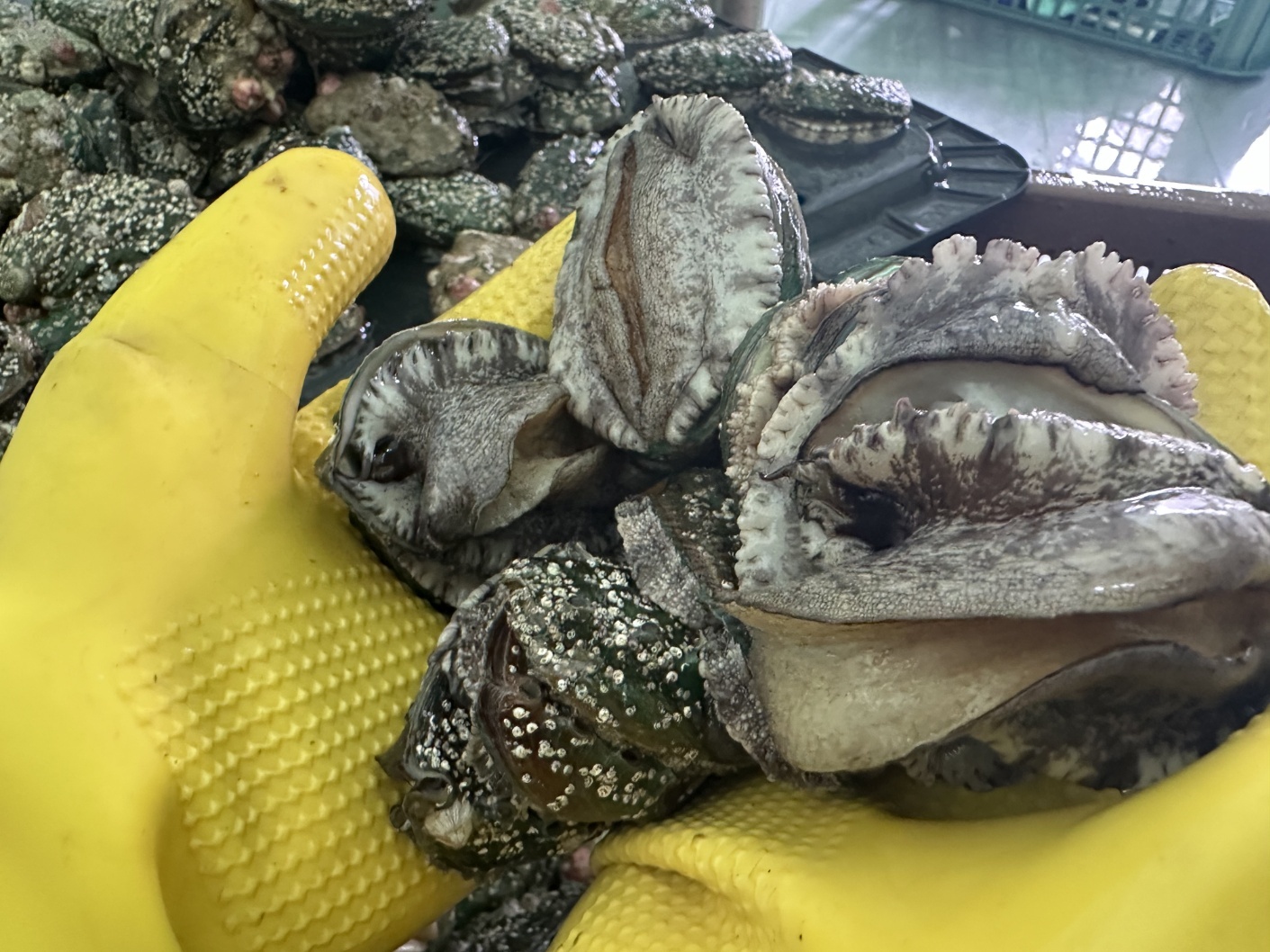 완도 활 전복 전복 구매팁 산지직송 전복 신선도 체크리스트 전복 1kg