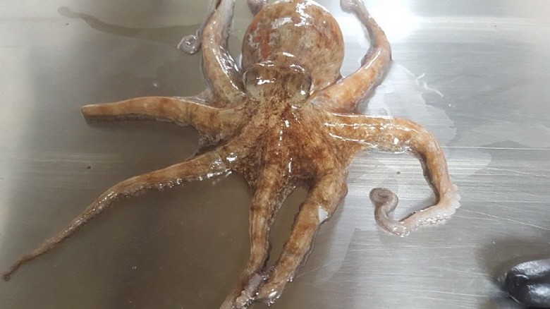 국내산 연안 돌문어 1kg(2~4마리) 생물 삶기 딱 좋아요 - 상세 이미지 3