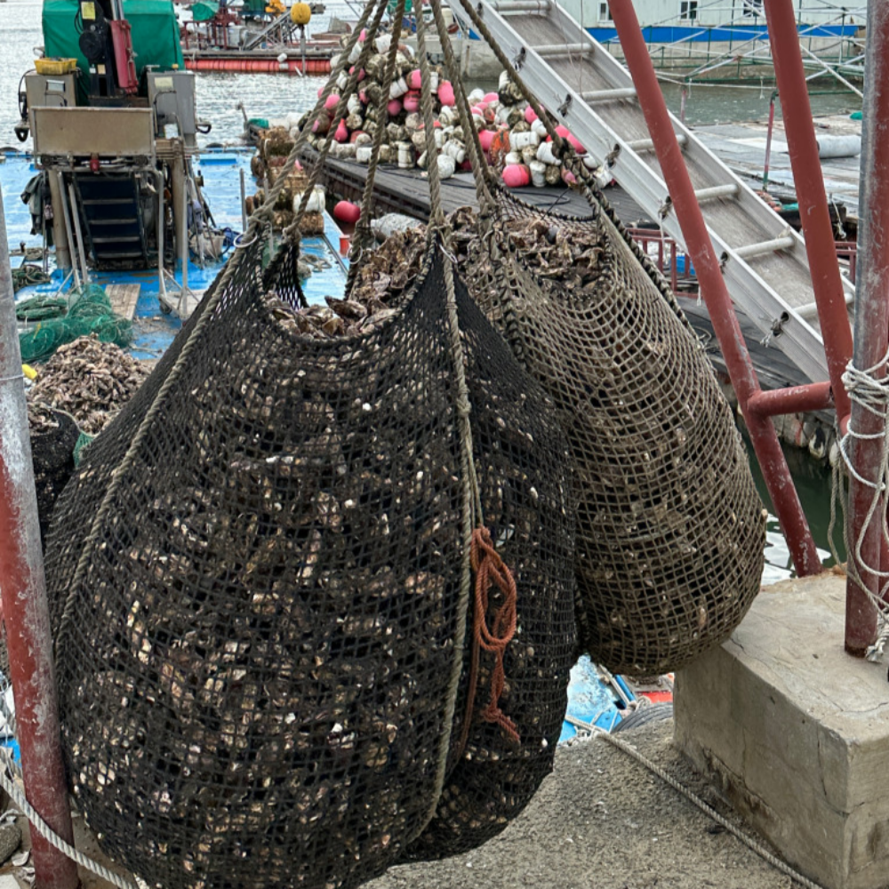 통영 굴 제철 깐 세척 생굴 1kg 이미지 8