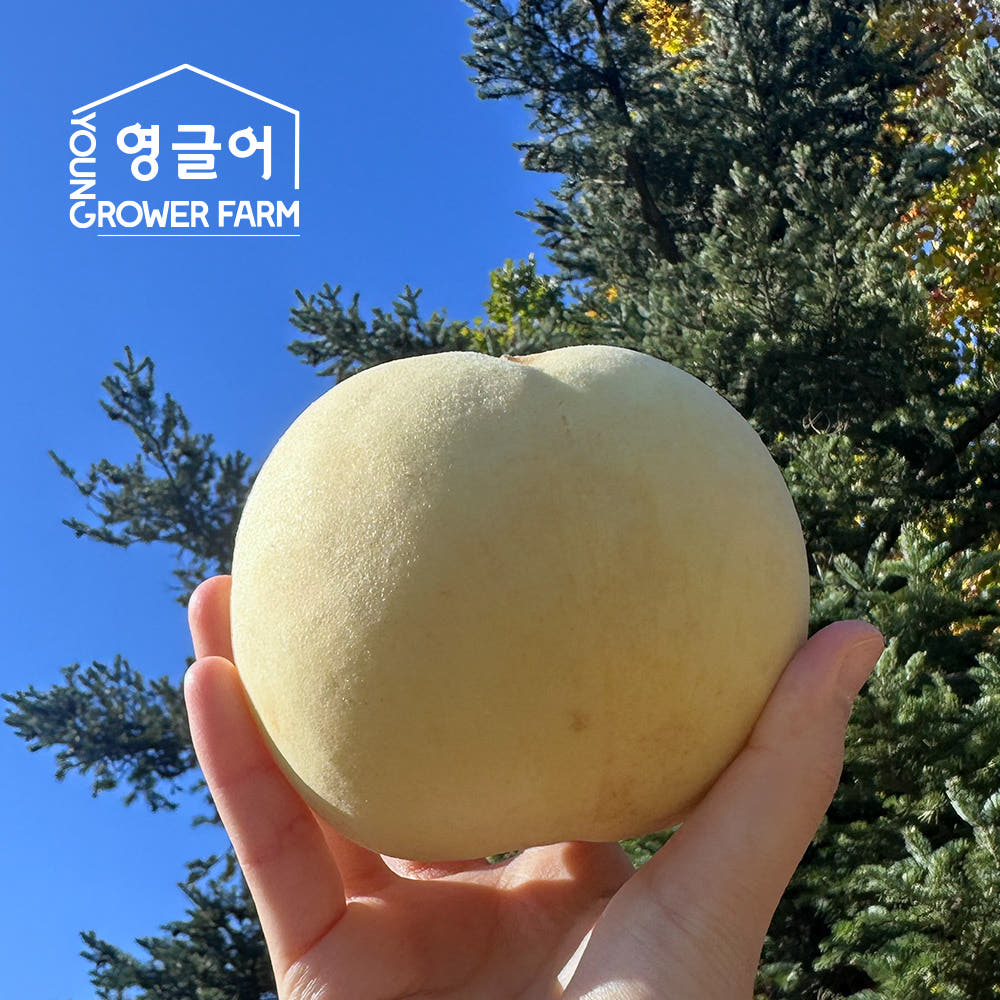 설아복숭아 1.2kg(3-5과) 산지직송 쫀득 달콤 고당도 첫눈 겨울 설도 설리 복숭아 1.2kg, 1개 : 영글어농장
