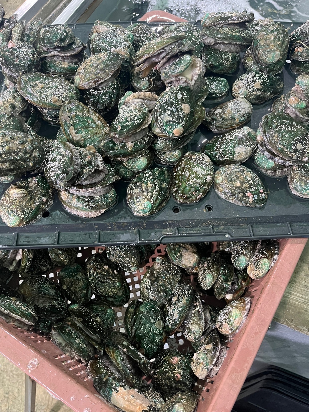 완도 활 전복 전복 구매팁 산지직송 전복 신선도 체크리스트 전복 1kg