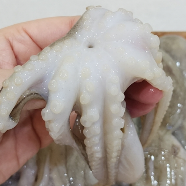 자연가득 금테문어 대왕 선동 활 쭈꾸미 1kg 12미 ~ 18미 내외 / 암수랜덤 - 상세 이미지 4