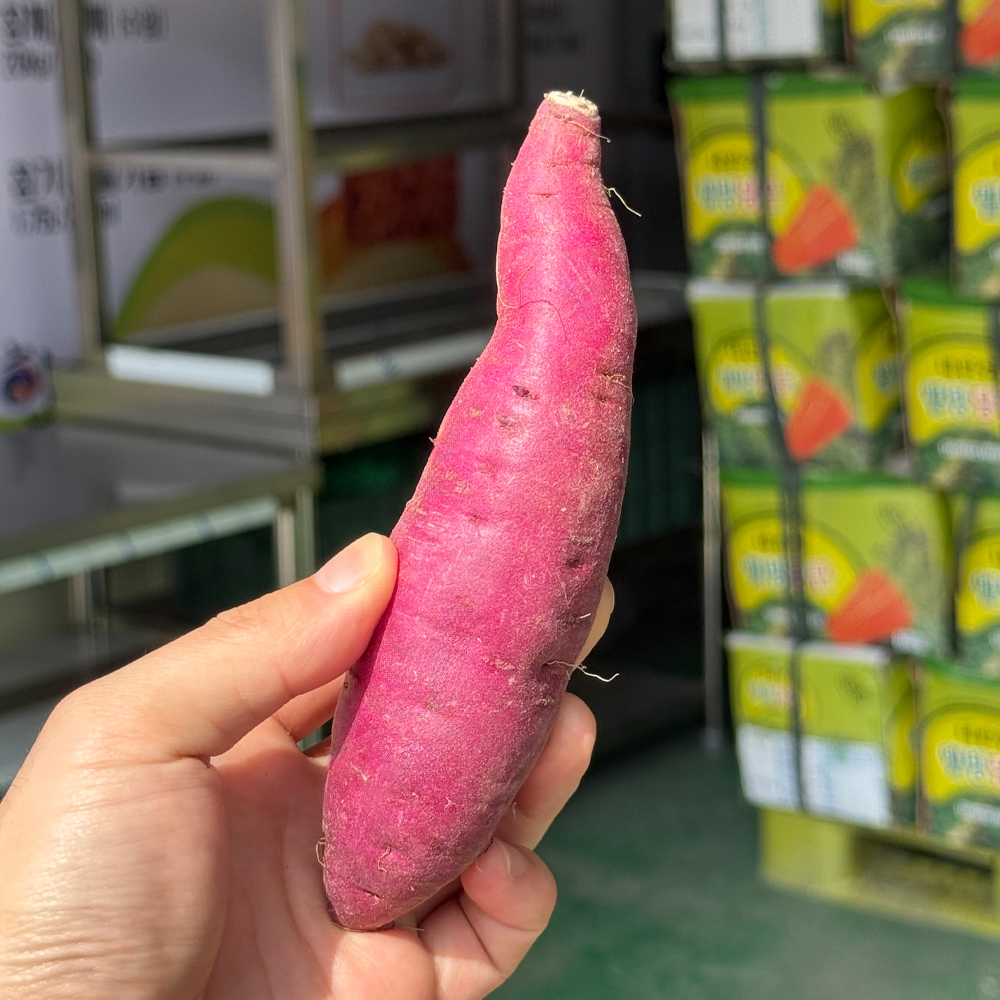 한가락 국내산 여주 자색 꿀밤고구마 베니하루카 중, 10kg, 1개 이미지 8