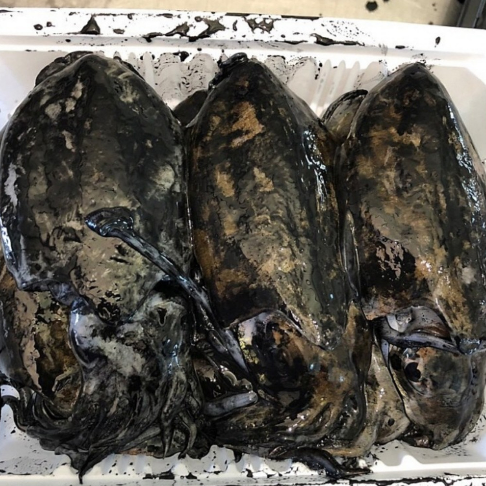 갑오징어 1kg 생물 당일바리 국내산 - 상세 이미지 5