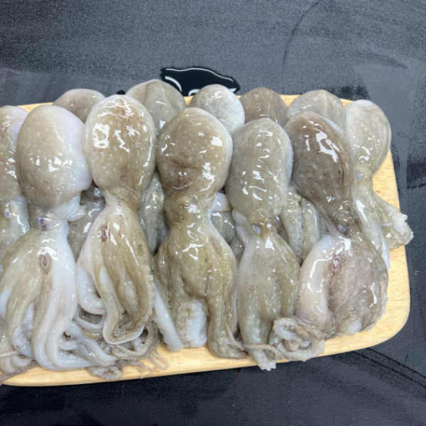 자연가득 금테문어 대왕 선동 활 쭈꾸미 1kg 12미 ~ 18미 내외 / 암수랜덤 - 상세 이미지 2