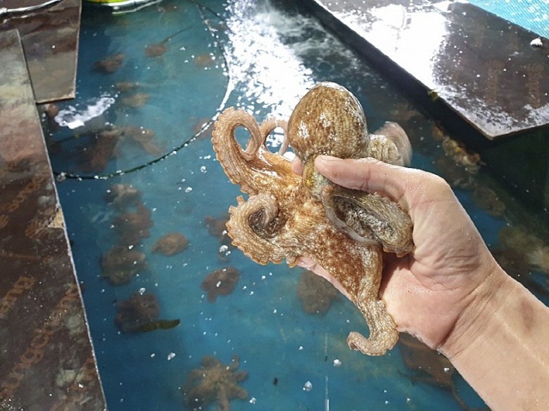 국내산 연안 돌문어 1kg(2~4마리) 생물 삶기 딱 좋아요 - 상세 이미지 5