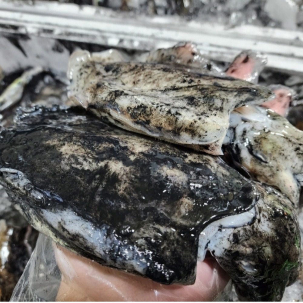 갑오징어 1kg 생물 당일바리 국내산 - 상세 이미지 4