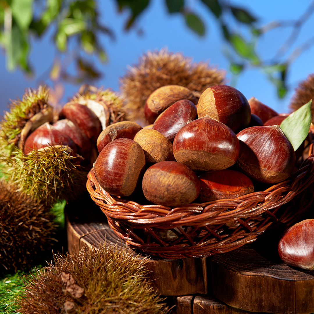 25년 햇밤 공주밤 공주 부여 밤 알밤 2kg 상세 이미지 8