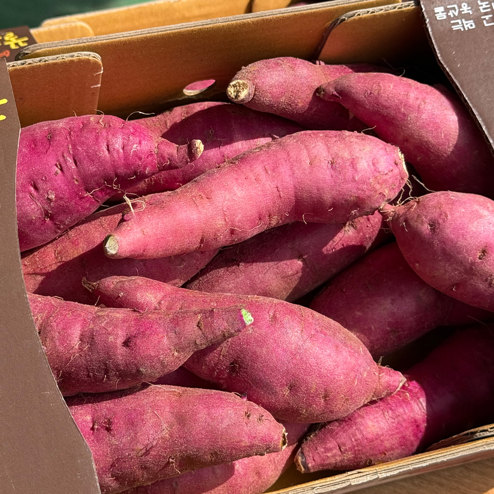 한가락 국내산 여주 자색 꿀밤고구마 베니하루카 중, 10kg, 1개 - 상세 이미지 2