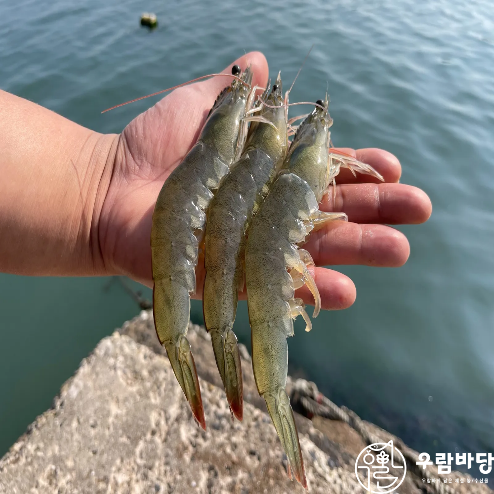우람바당 2026년 통영 신안 제철 활 흰다리새우 500g 횟감 가능 - 상세 이미지 2