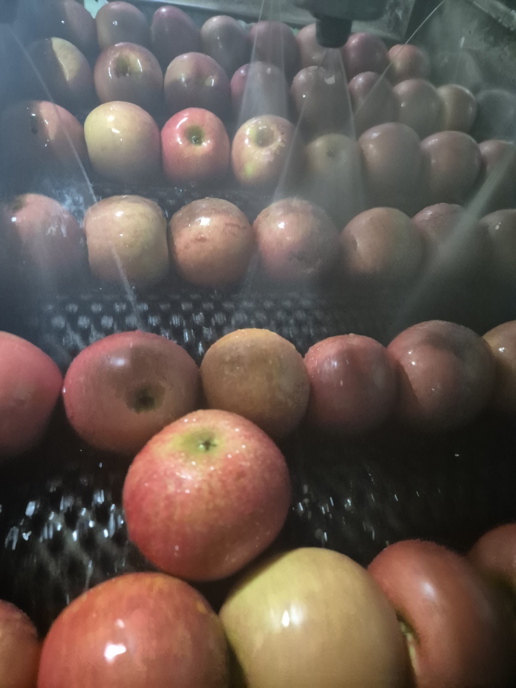 부사 소과 씻어나온 봉지사과 12.9Brix, 2kg, 1개 - 상세 이미지 2